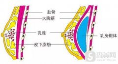 看到侍美网胸部整形的案例分享给了我什么样的改变?