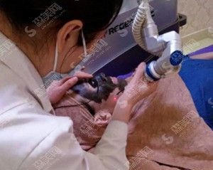 面部皮肤治疗价目表2020黑脸娃娃果怎么样?内附黑脸娃娃的治疗案例果对比图